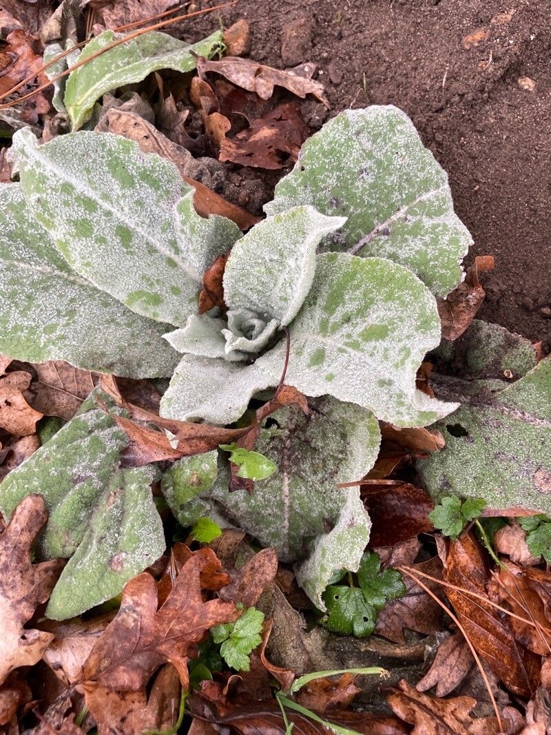 Verbascum boerhavii fruit