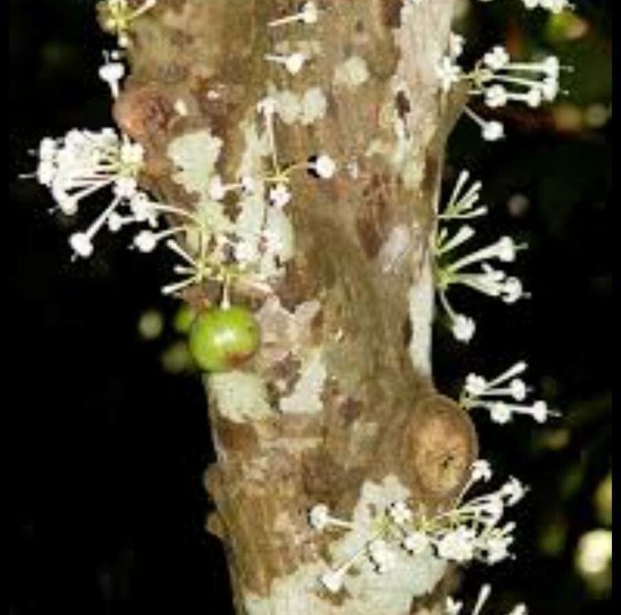 Ficus racemosa flower