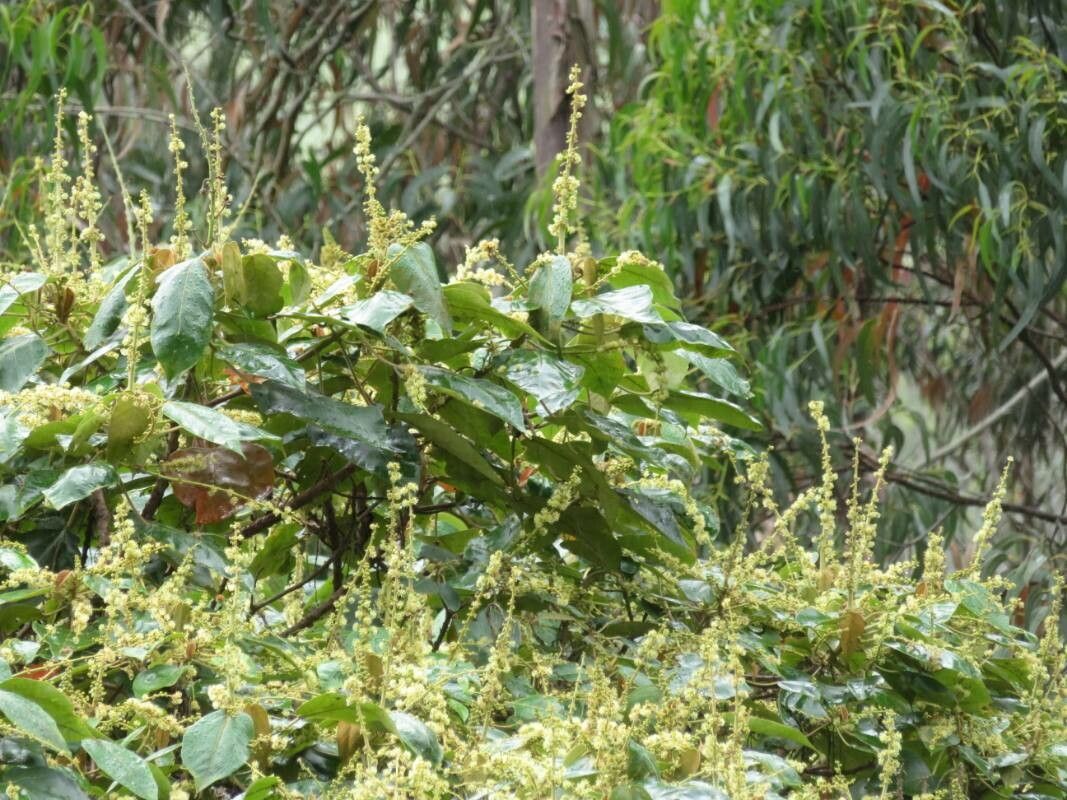 Gouania lupuloides flower