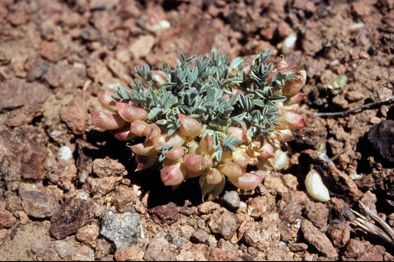 Astragalus beatleyae habit