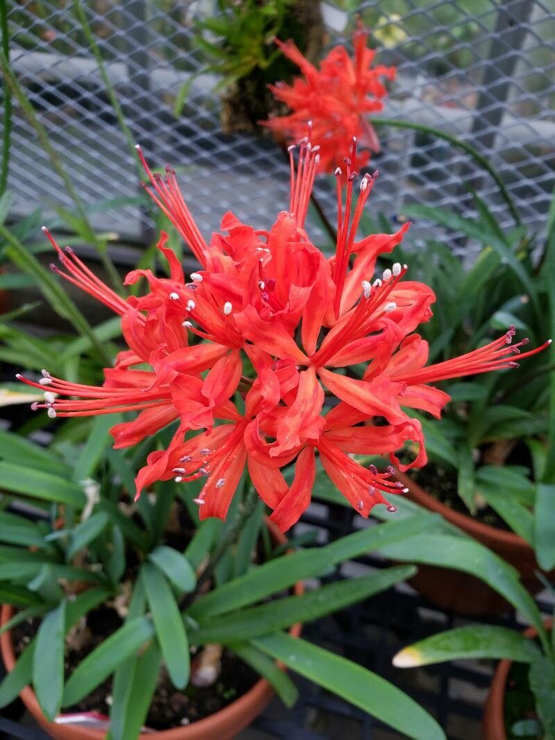 Nerine sarniensis flower