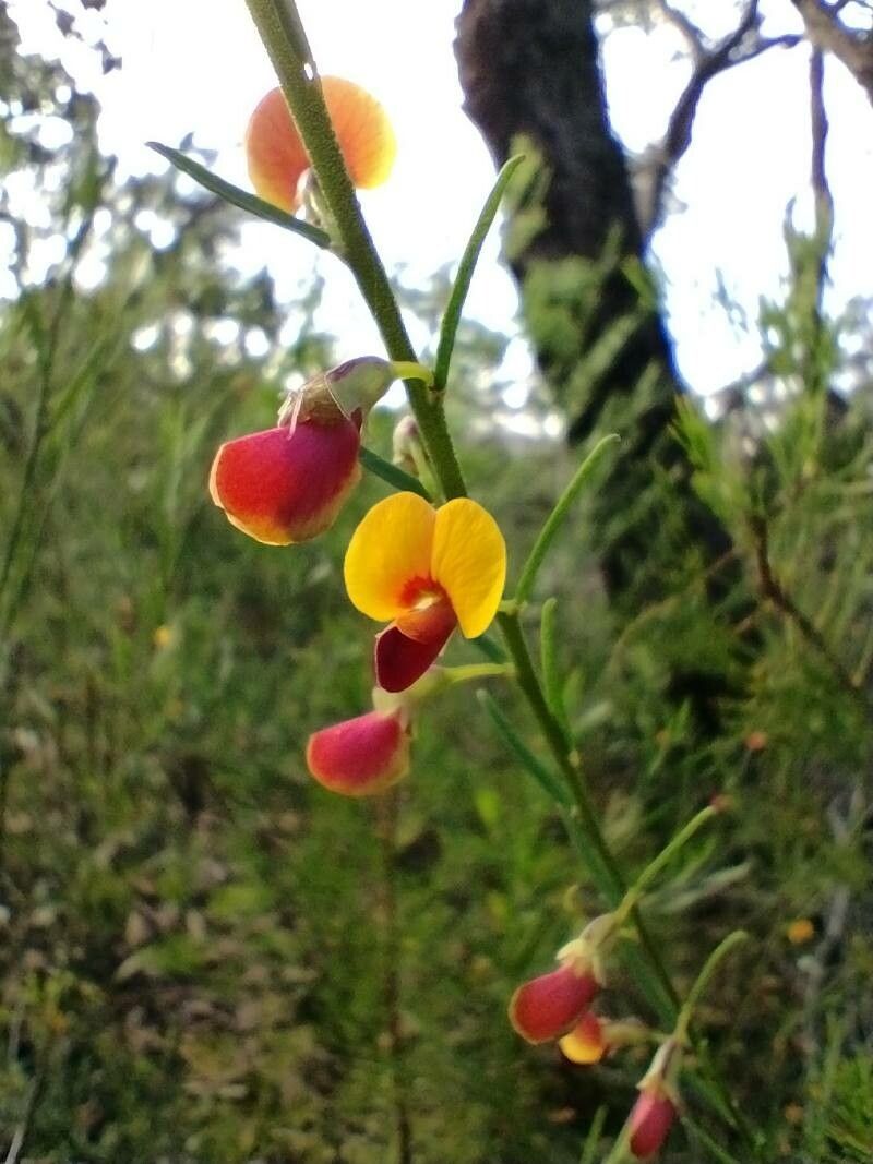 Bossiaea heterophylla flower