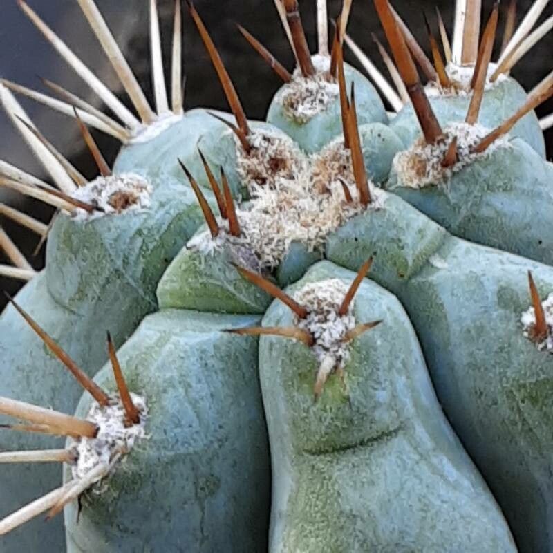 Browningia hertlingiana flower