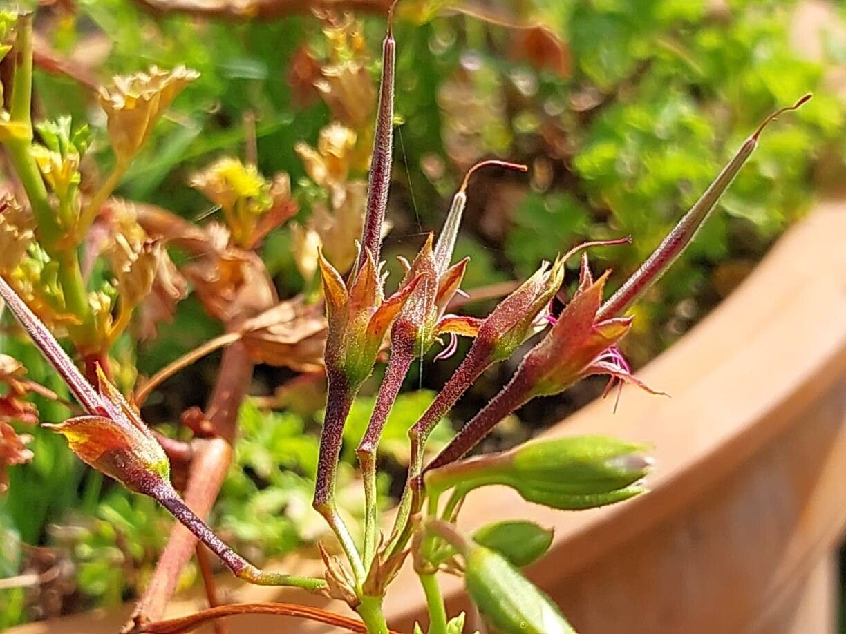 Pelargonium scabroide fruit