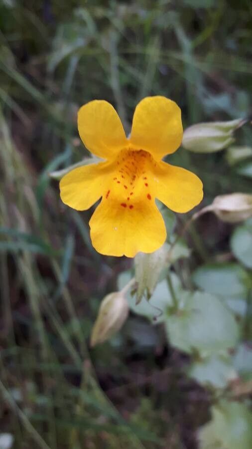 Mimulus Guttatus flower