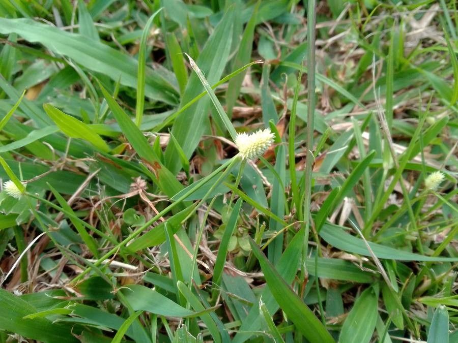 Cyperus sesquiflorus fruit
