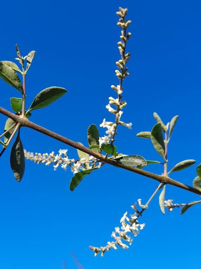 Aloysia gratissima flower