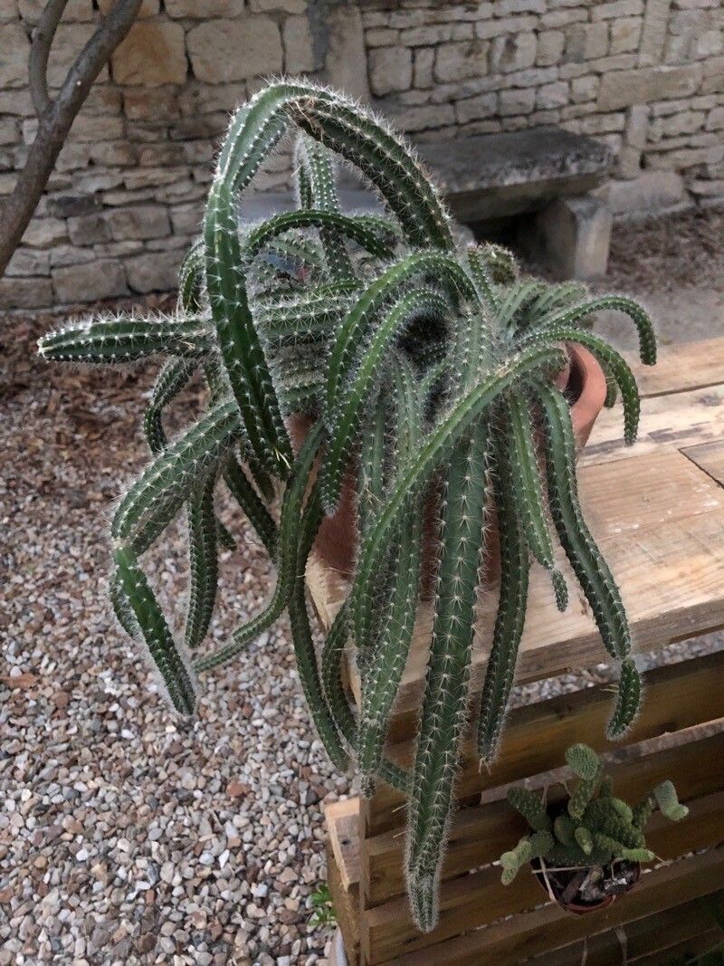 Selenicereus validus flower