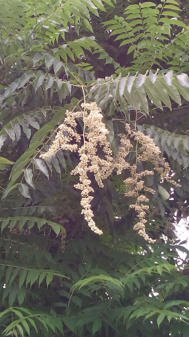 Toona sinensis flower