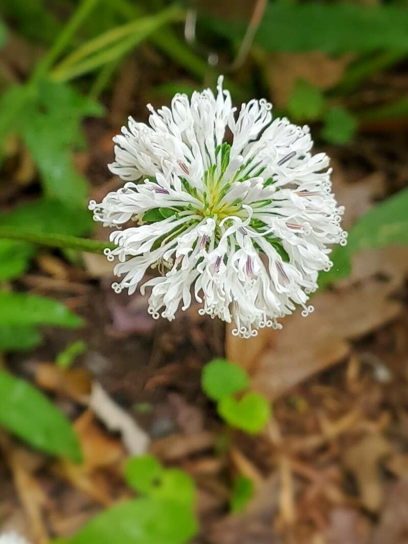Marshallia caespitosa flower