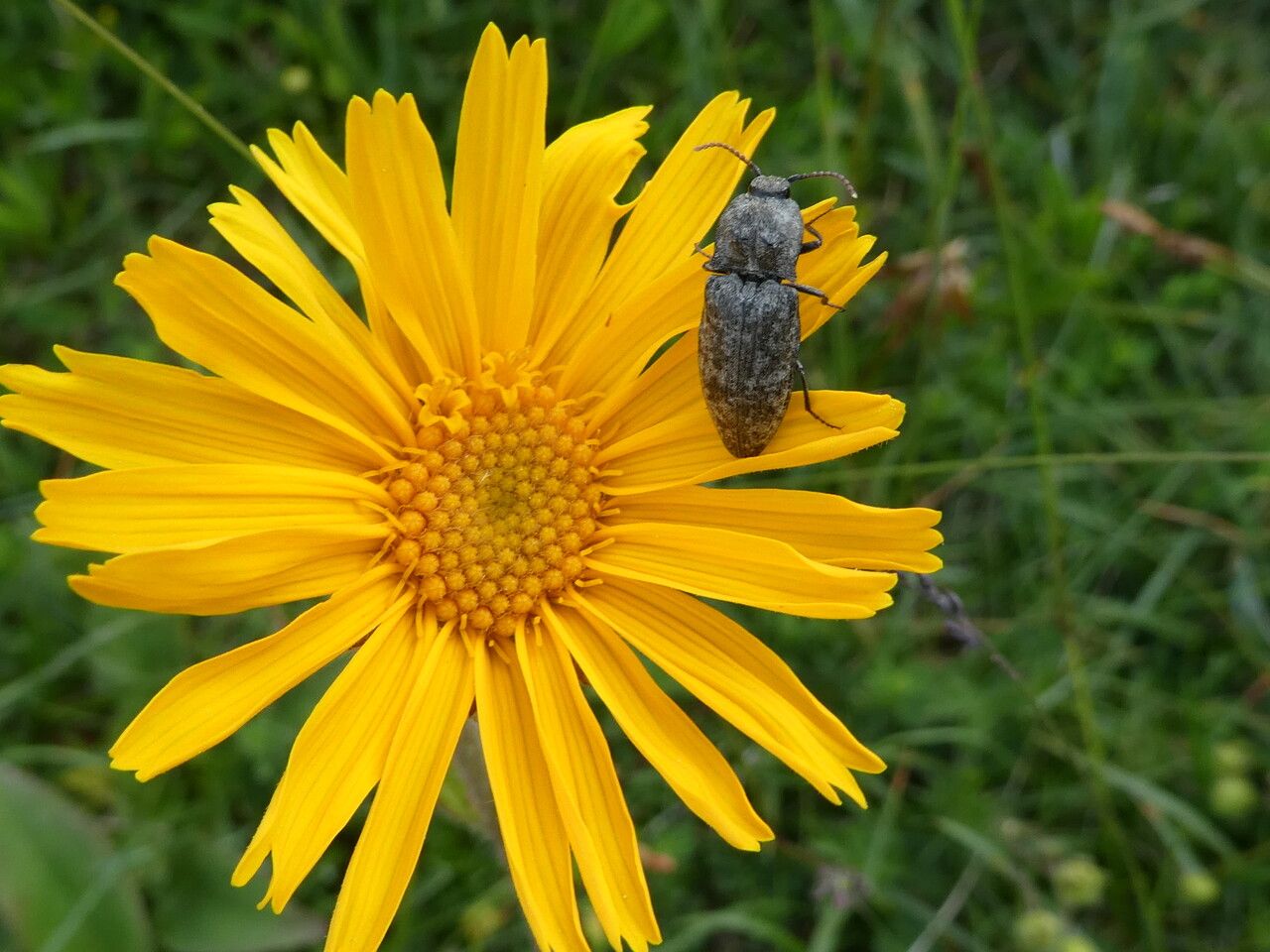 Arnica montana flower