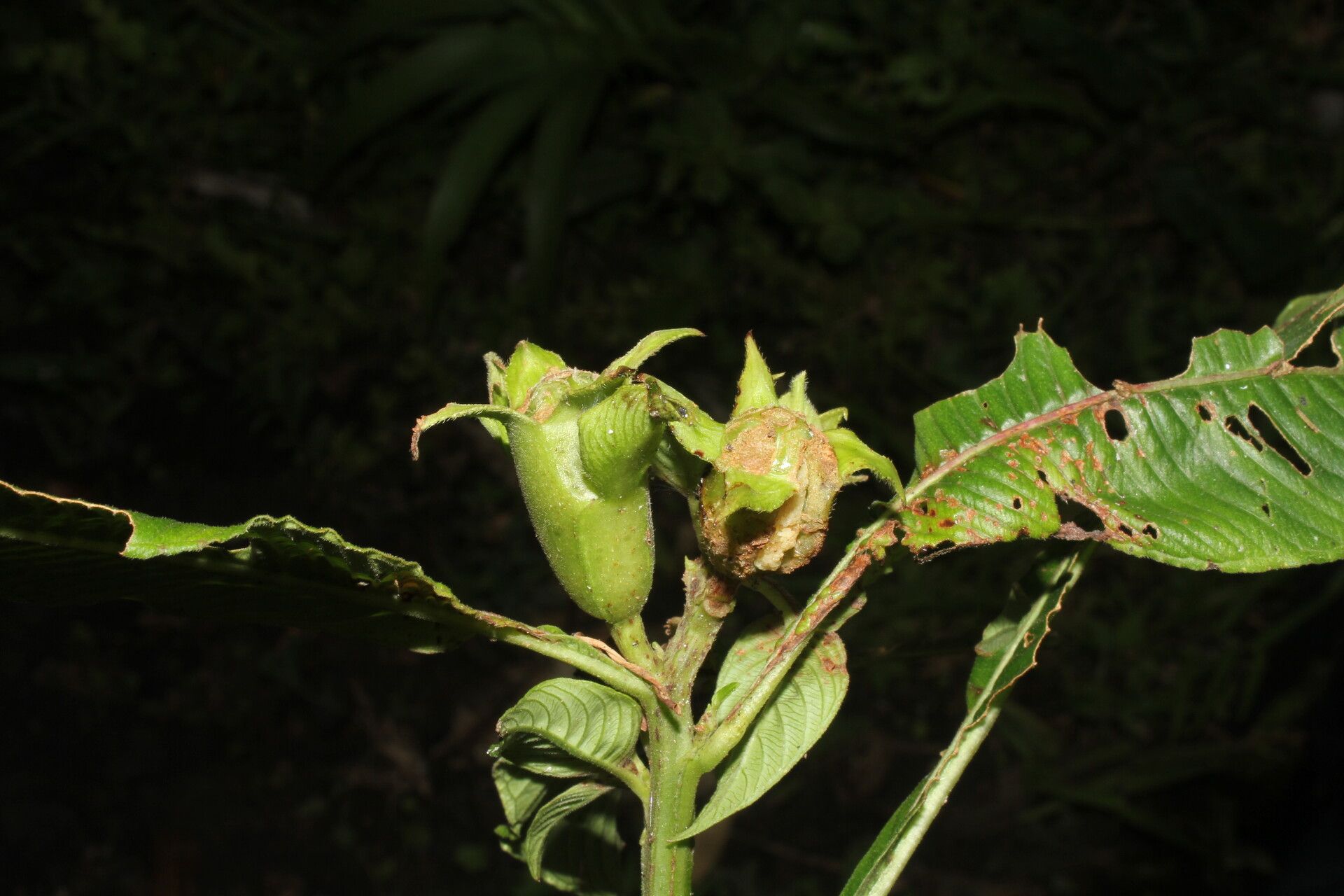 Ludwigia foliobracteolata fruit