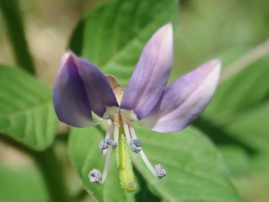 Cleome rutidosperma flower