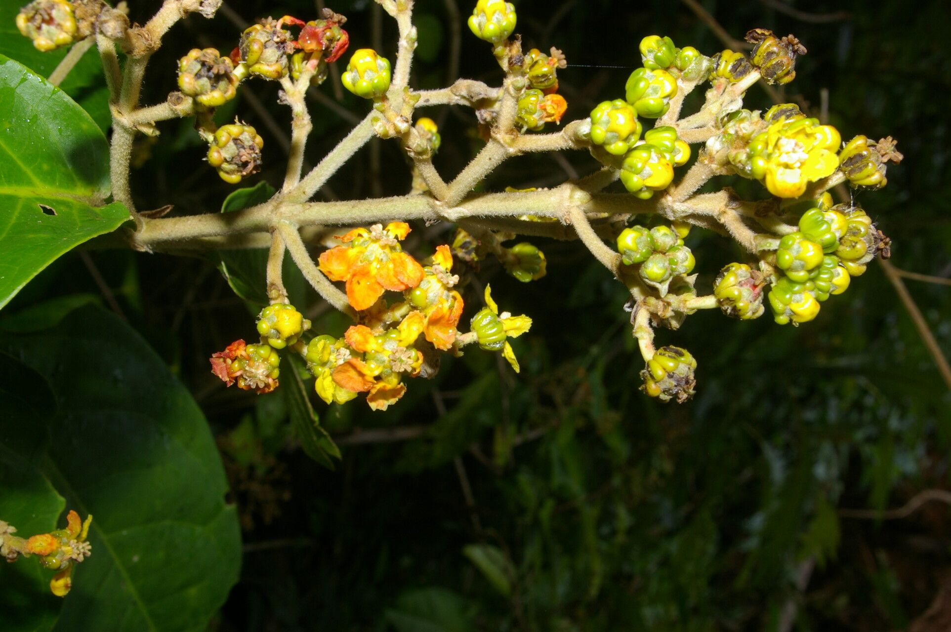 Tetrapterys skutchii flower