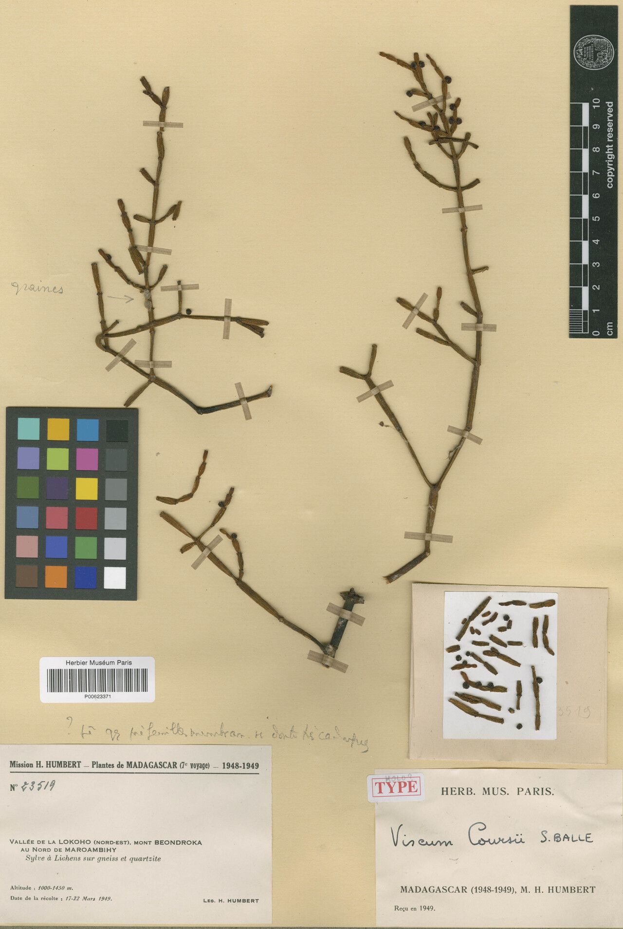 Viscum coursii — houseplant care guide