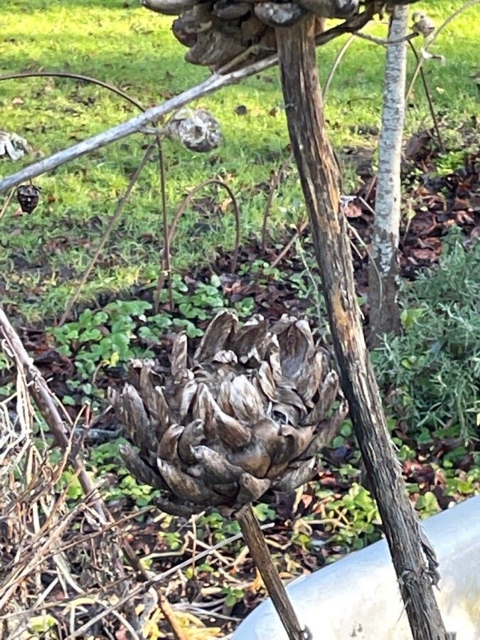 Cynara cardunculus fruit