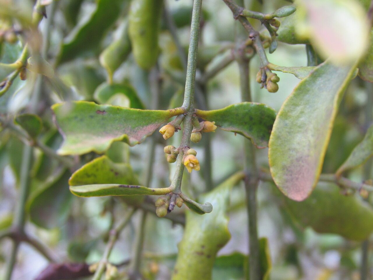 Viscum fischeri leaf