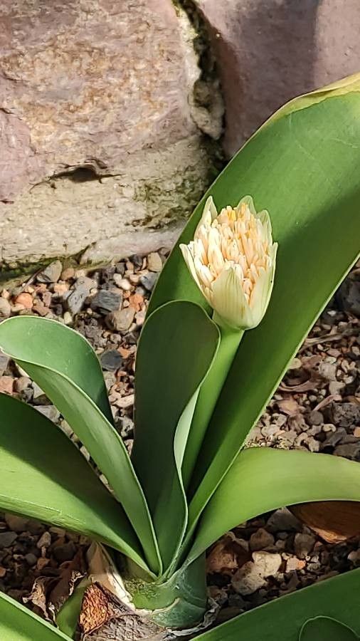 Haemanthus albiflos flower
