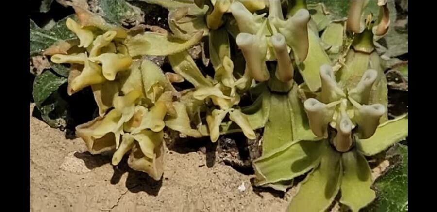 Asclepias prostrata flower