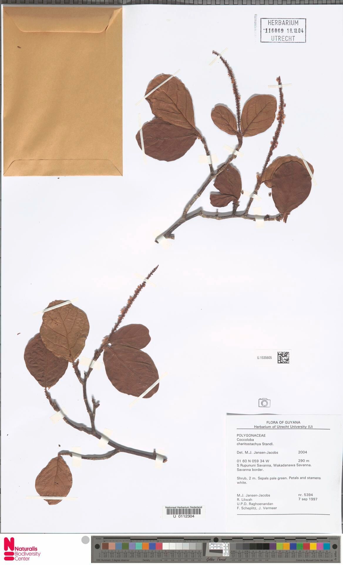 Coccoloba charitostachya — houseplant care guide