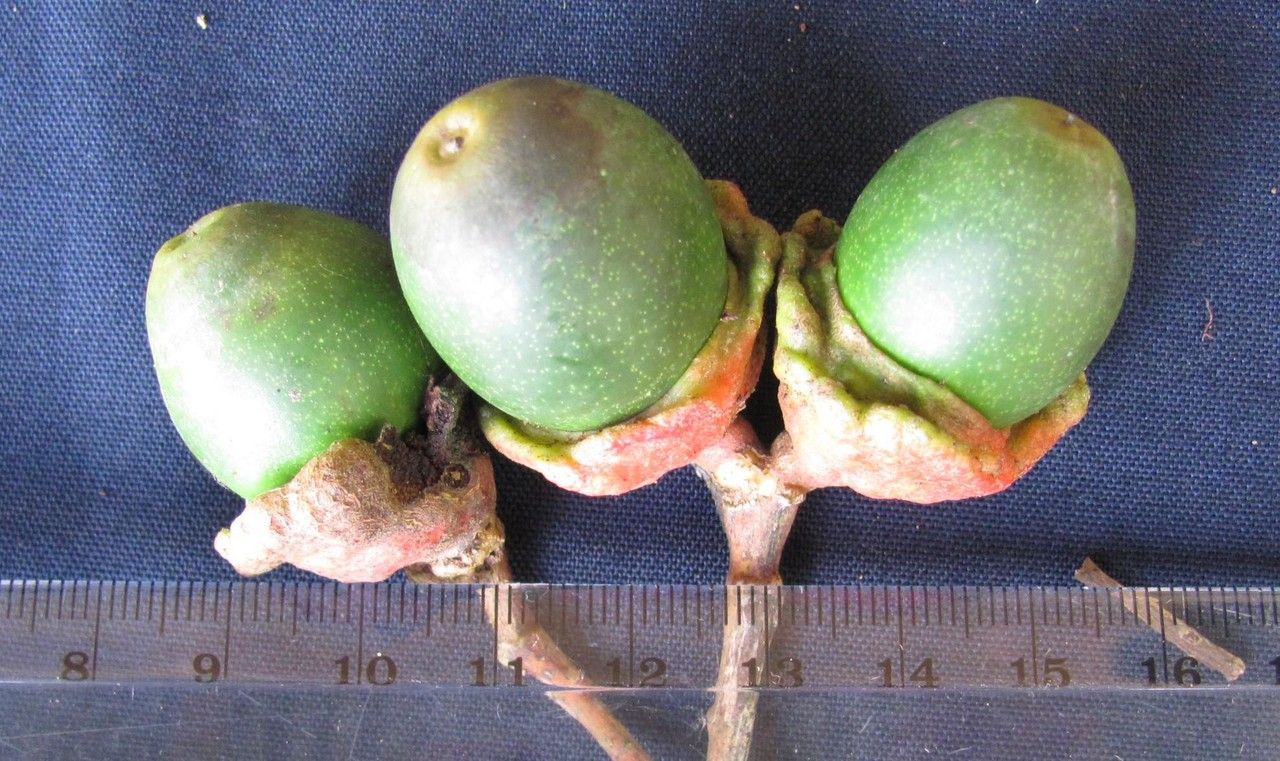 Licaria misantlae fruit