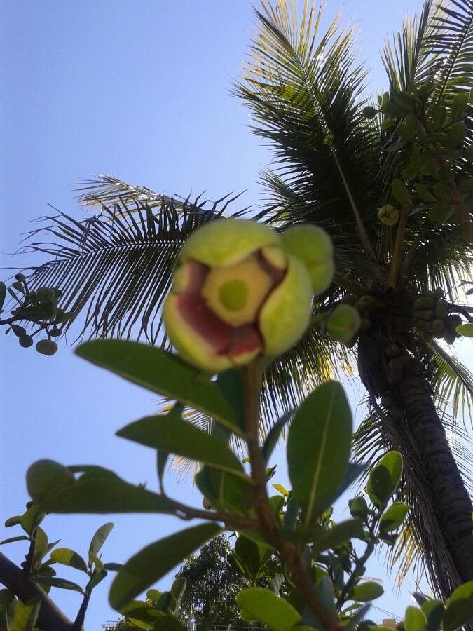 Annona spinescens flower