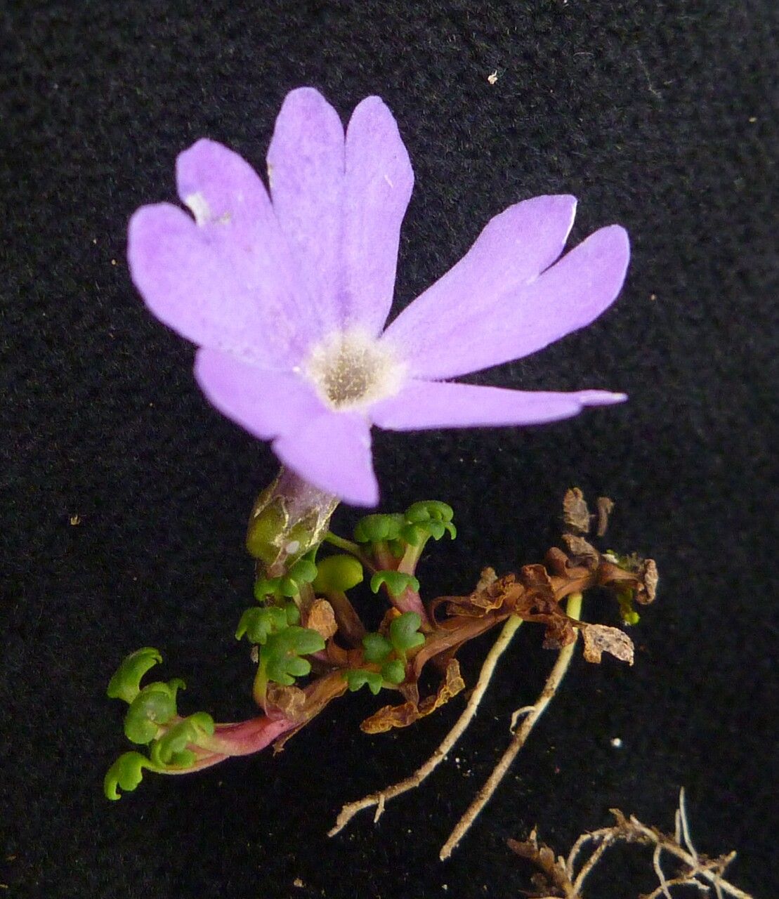 Primula reptans — houseplant care guide