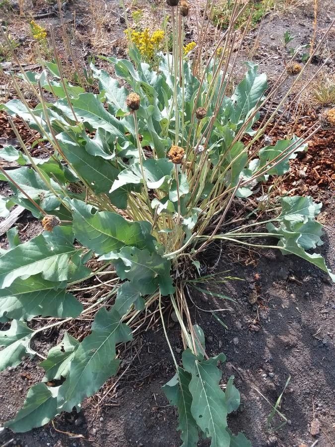 Balsamorhiza sagittata leaf