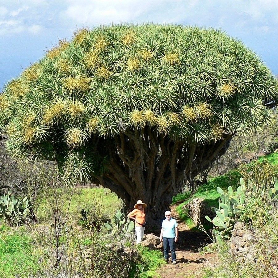 Dracaena draco flower