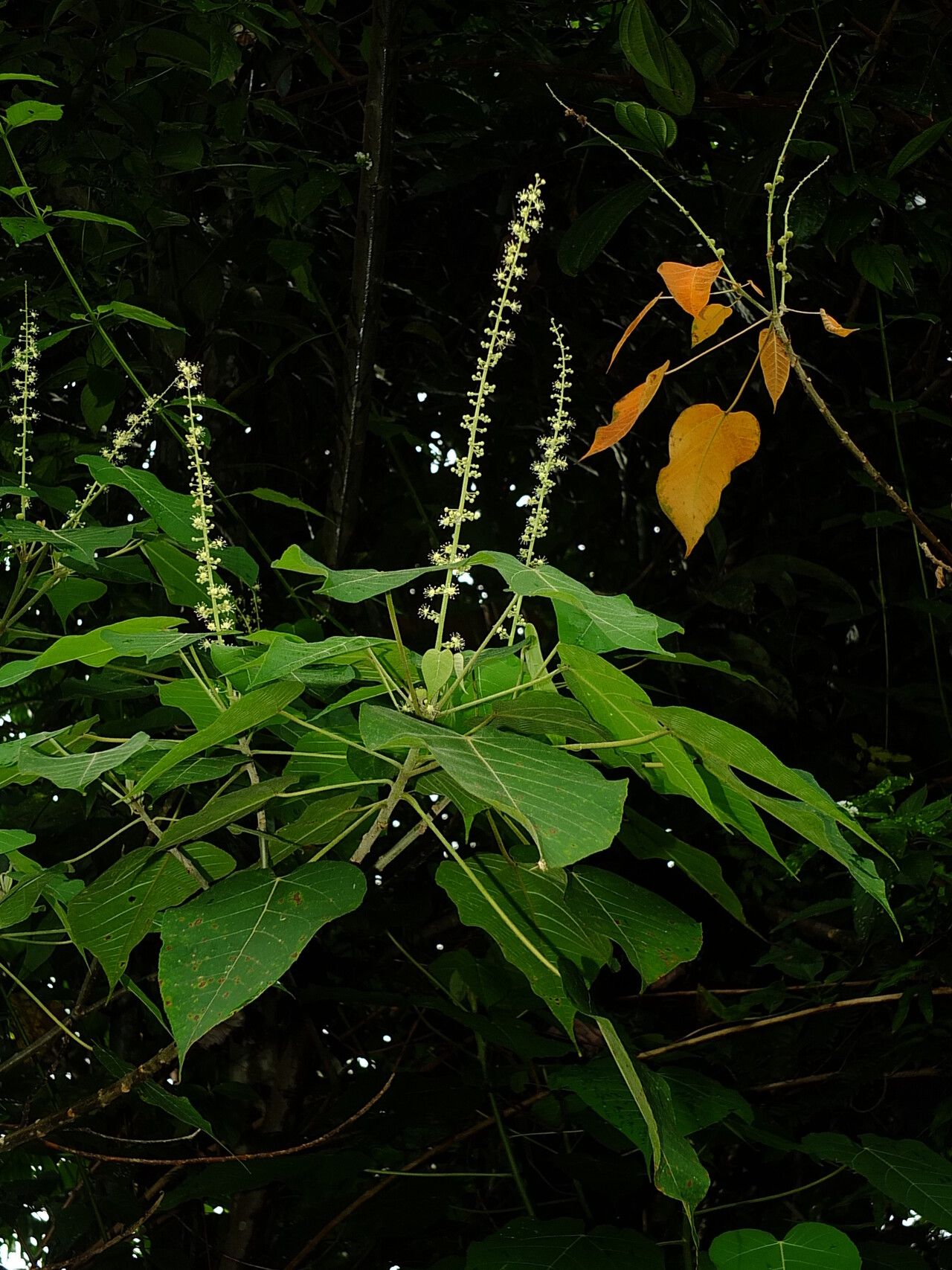 Croton draconoides habit