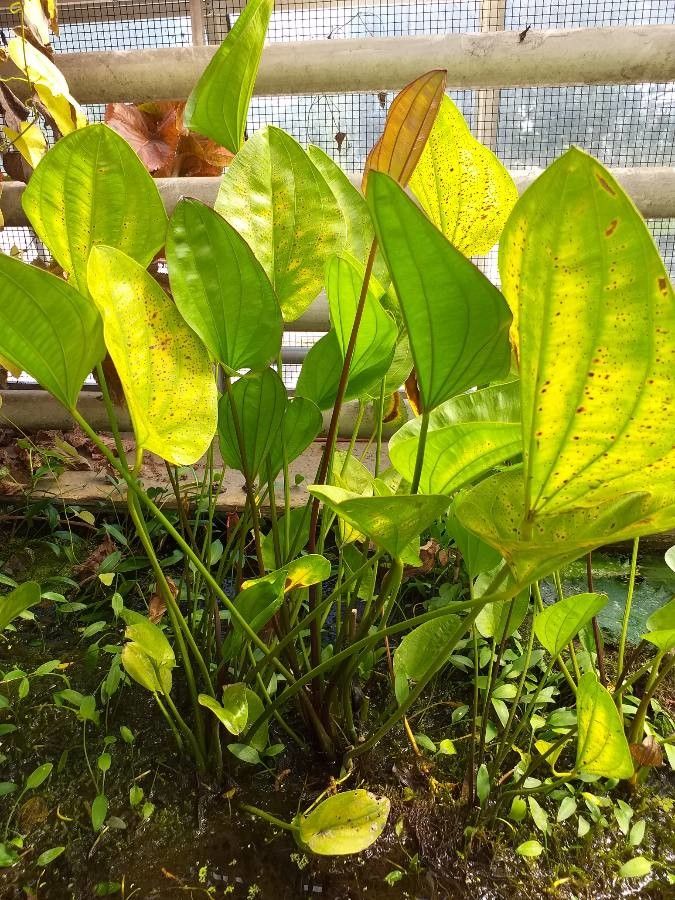 Echinodorus grandiflorus — search result for 'Alismataceae'