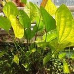 Echinodorus grandiflorus