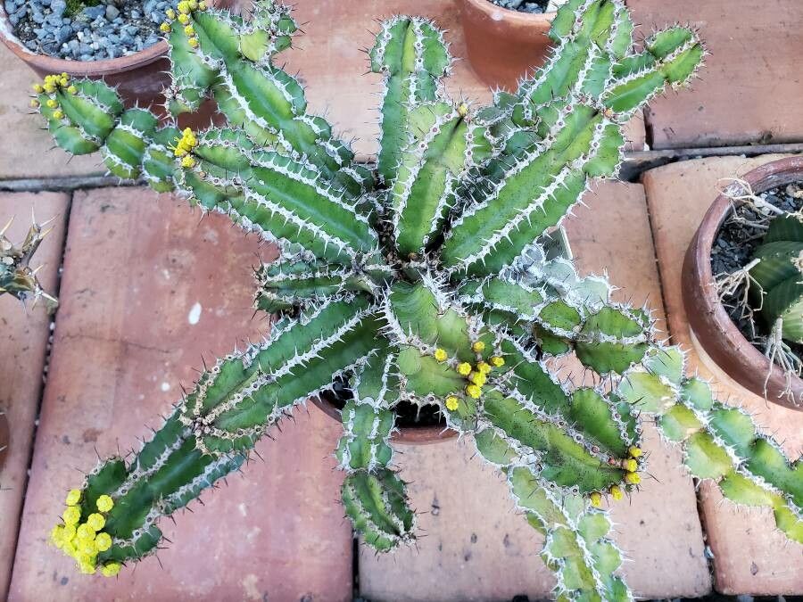 Euphorbia restricta habit
