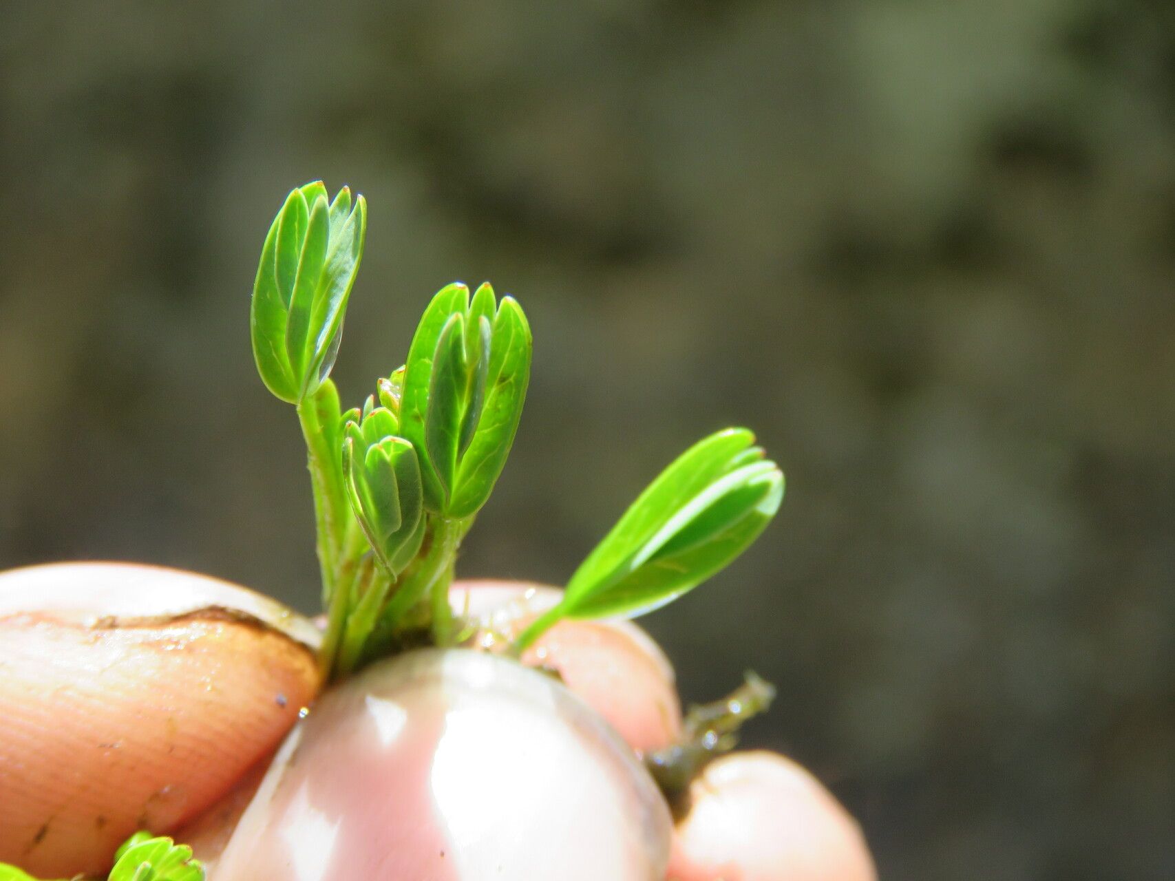 Alchemilla diplophylla leaf