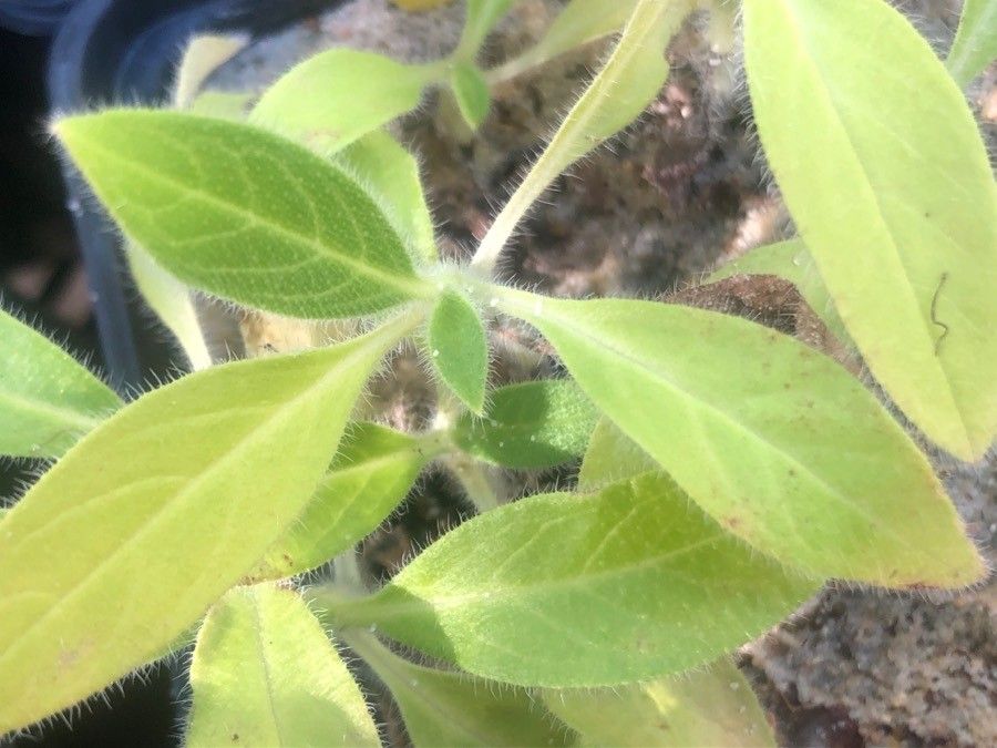 Echium hypertropicum leaf