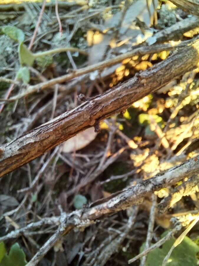 Adenocarpus hispanicus bark