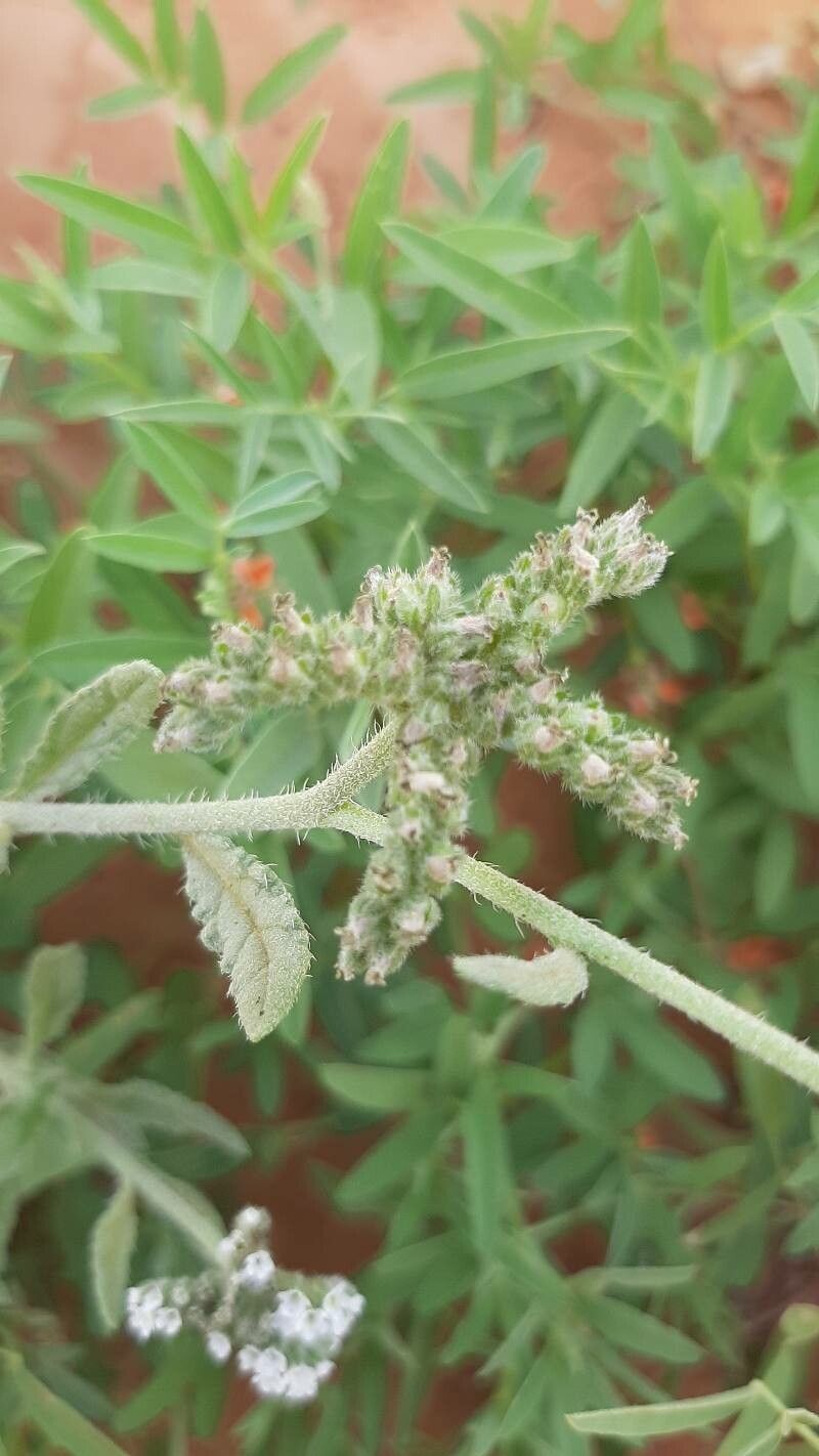 Heliotropium crispum fruit