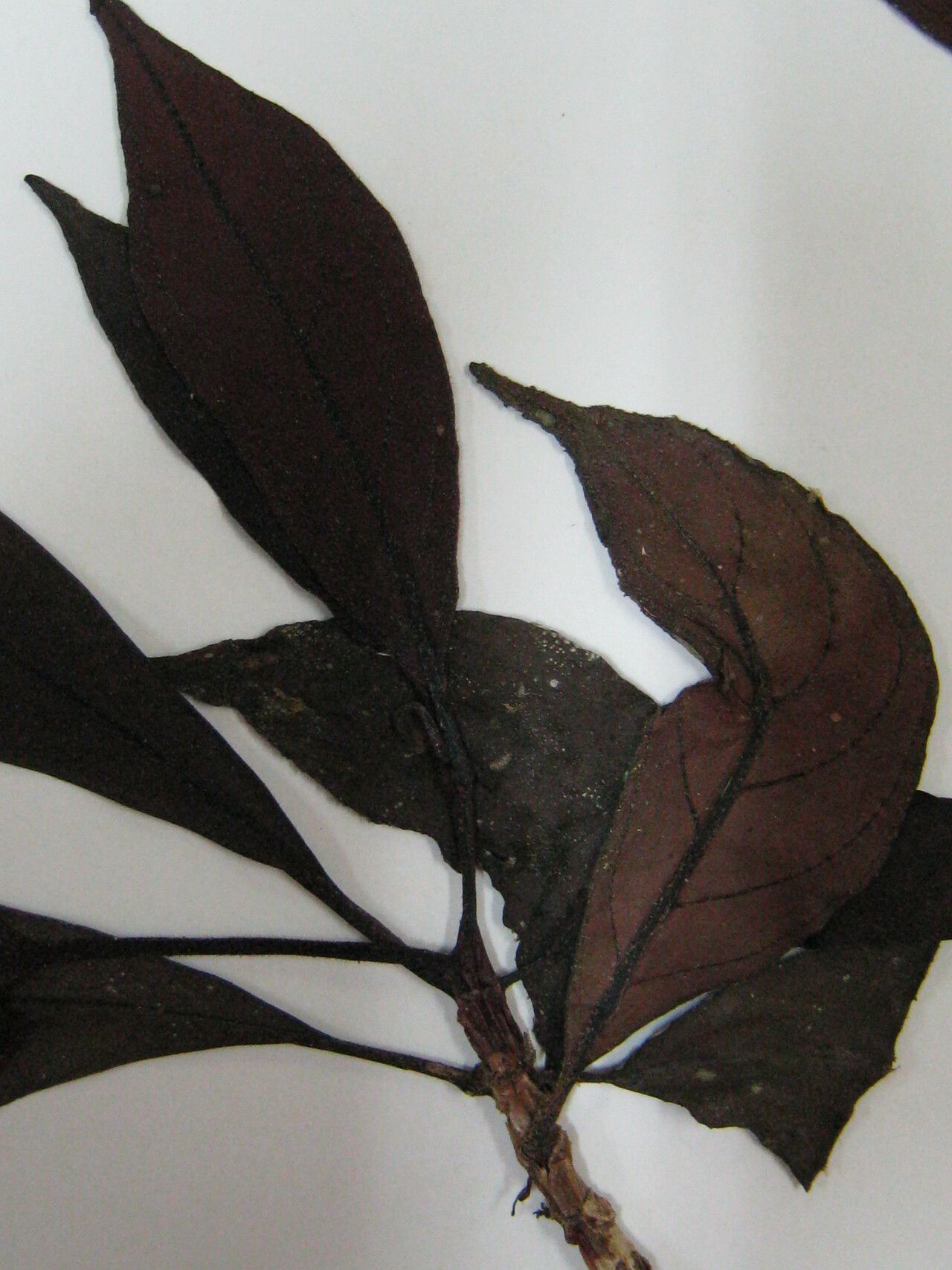 Drymonia coccinea other