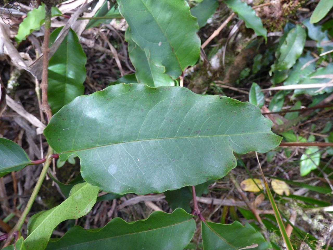 Syzygium cymosum — houseplant care guide