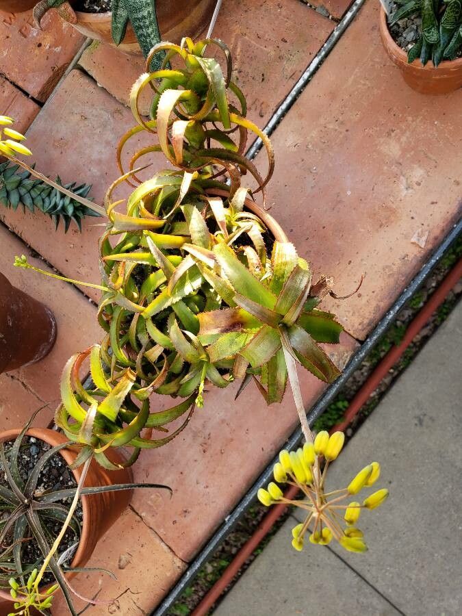 Aloe bruynsii habit
