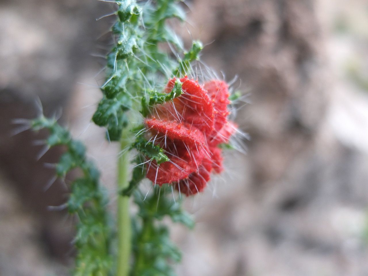 Caiophora chuquitensis flower
