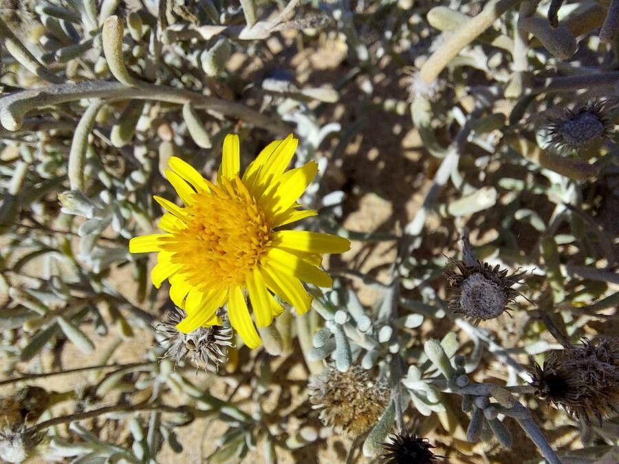 Pulicaria burchardii flower