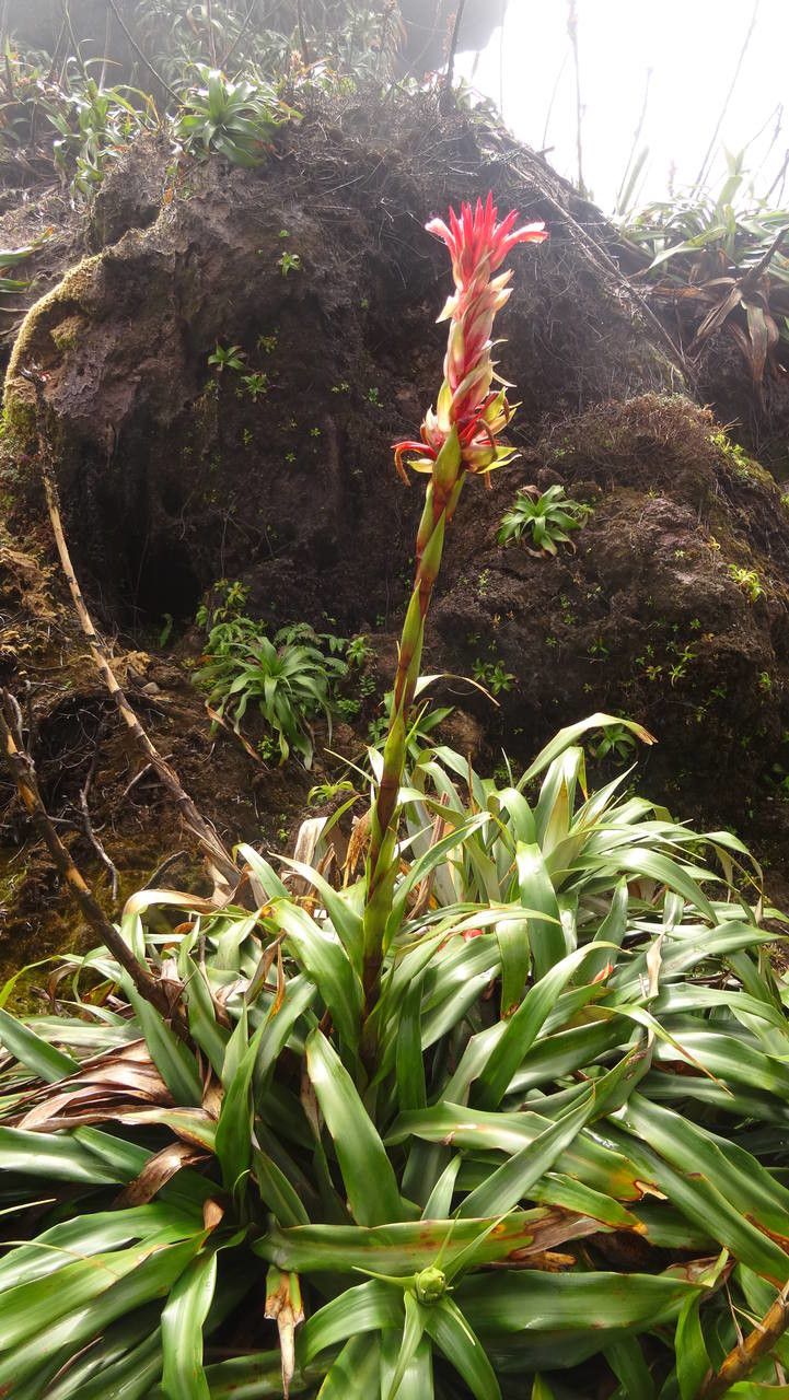 Pitcairnia bifrons habit