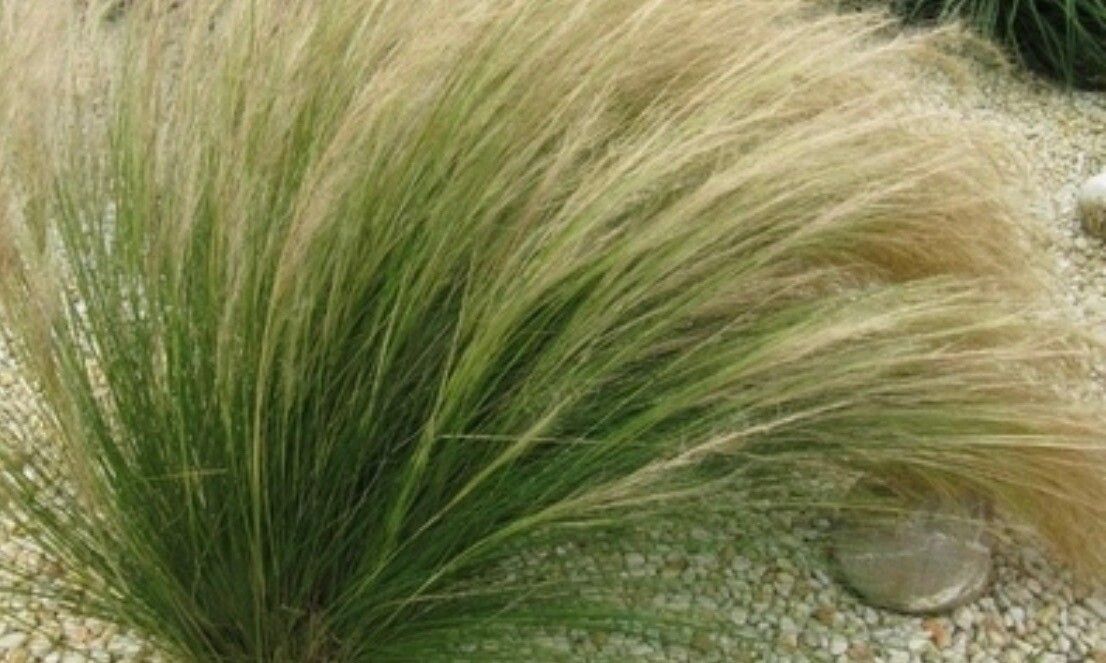 Stipa tenuifolia — search result for 'Stipa'