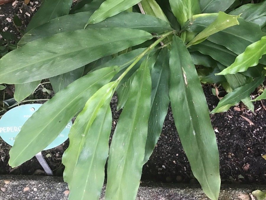 Hedychium flavescens leaf