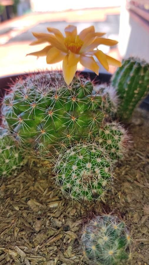 Mammillaria beneckei flower