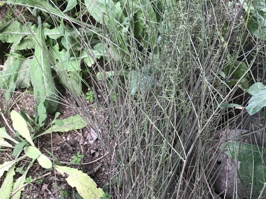 Salsola genistoides — related species from the same genus