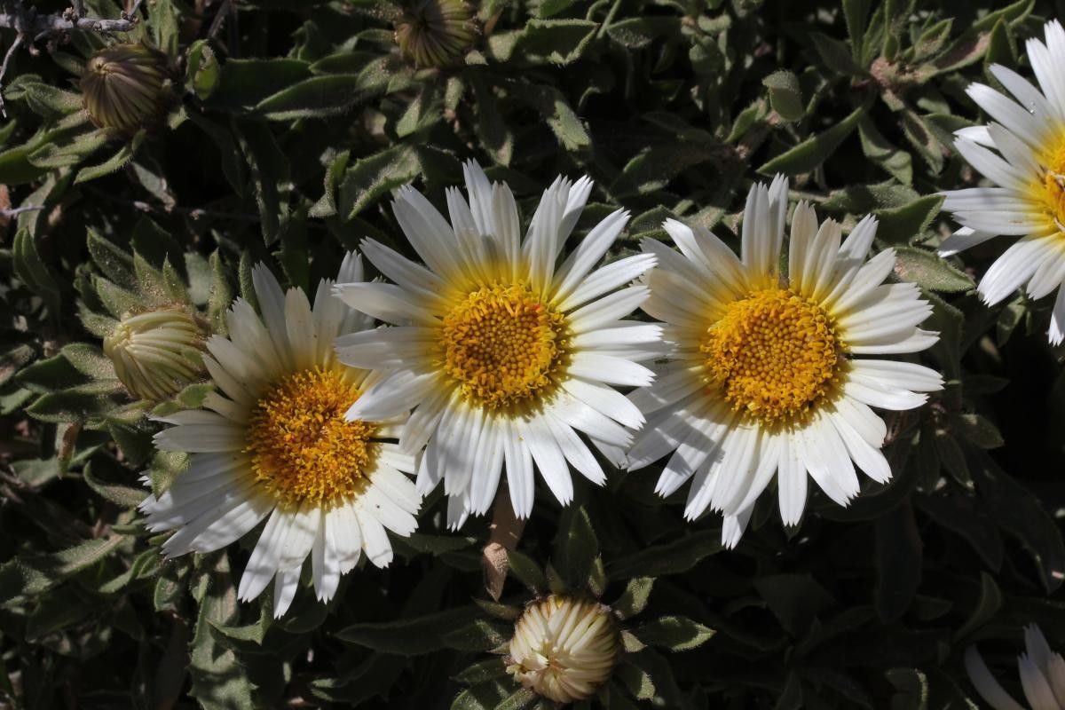 Asteriscus schultzii flower