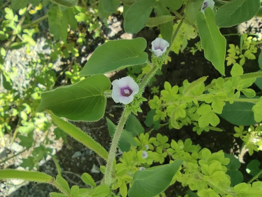 Ipomoea eriocarpa flower