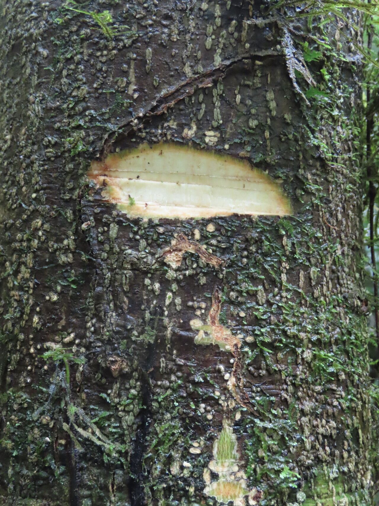 Lonchocarpus monteviridis bark